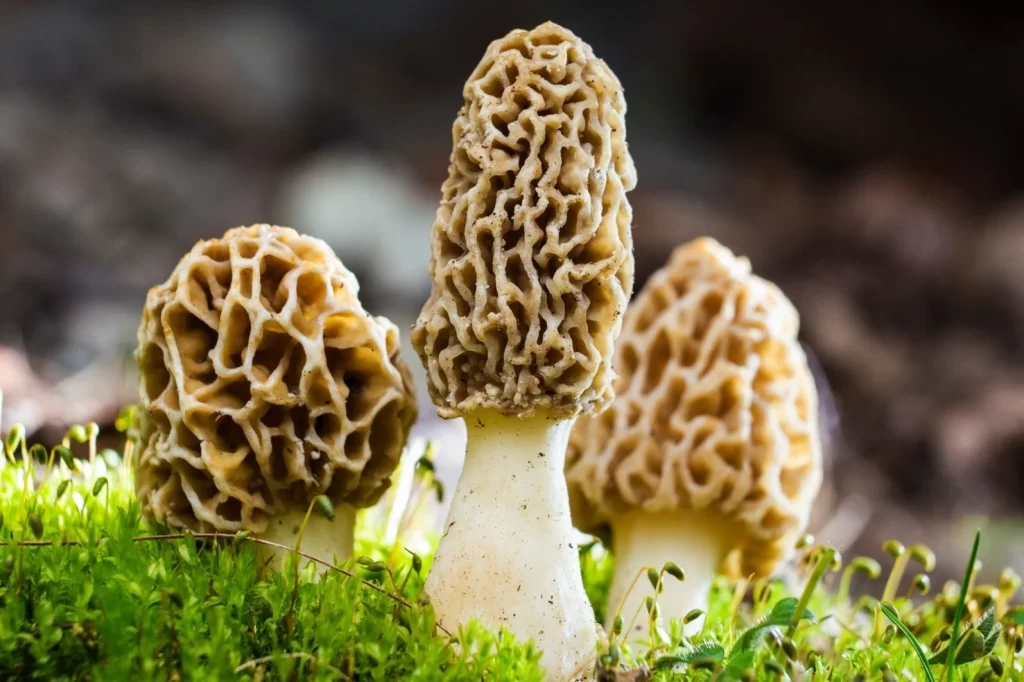 Why is Morel Mushroom Expensive