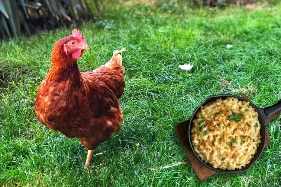 Can Chickens Eat Mac & Cheese?