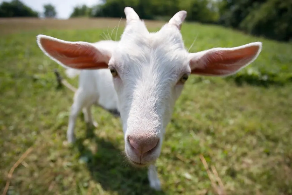Can Goats Eat Cheese