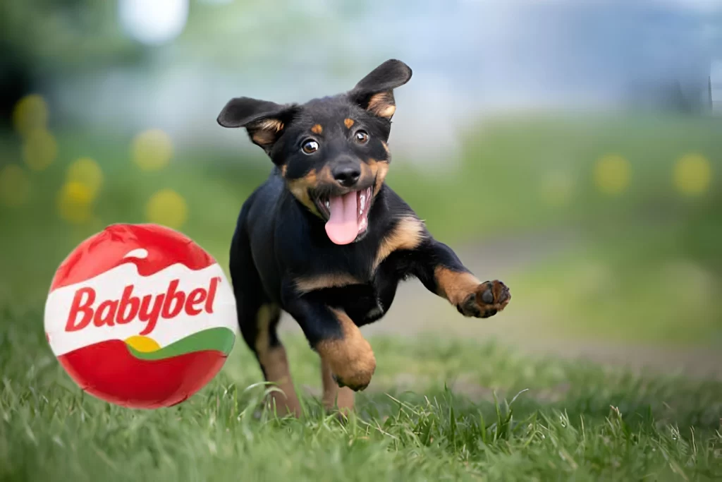 Can Dogs Eat Babybel Cheese? All You Need To Know