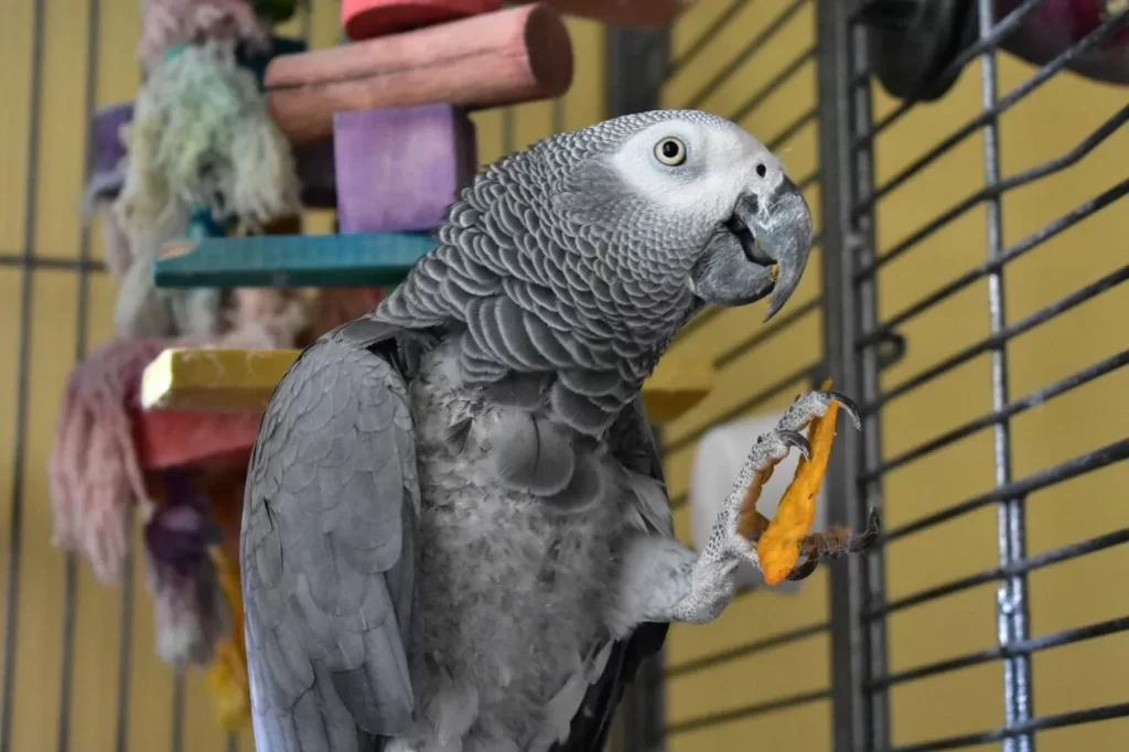 can parrots eat cheese?
