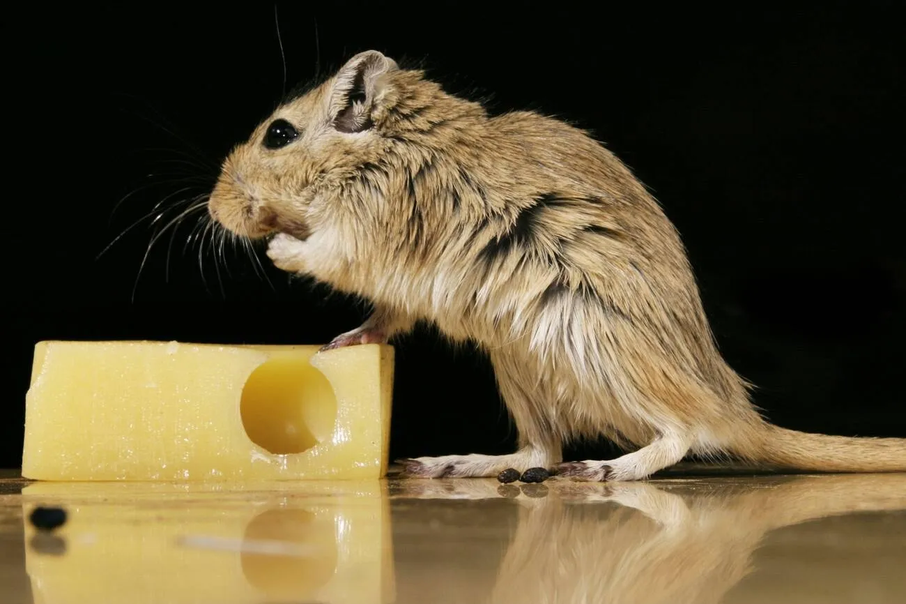 Can Gerbils Have Cheese